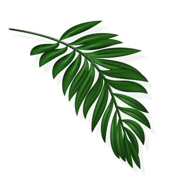 Palm Leaf and Shadow,Vector illustration.Tropical Summer, Coconut leaves, H.. Illustrazione stock