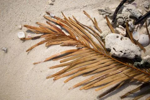 Palm leaf and shells on the sand Stock Photos