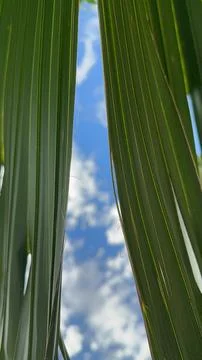 Palm leaf and sky background Stock Photos