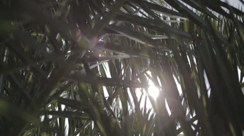 Palm Leaf and sun Stock Footage 34448915