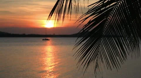 Palm leaf and sunset Stock Footage 10809736