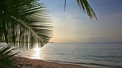 Palm leaf and sunset Stock-Footage 10809923