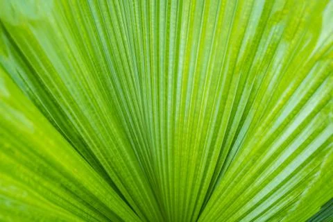 Palm leaf and texture Stock Photos