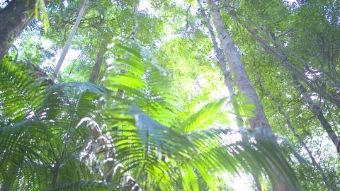 Palm Leaf and trees in rainforest Stock Footage 76139161