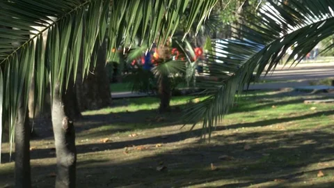 A palm leaf on the background of the avenue, where people with children are Stock-Footage 83295961