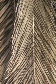 Palm leaf background. Foliage pattern. Dry leaves. Beige neutral natural color. Stock Photos