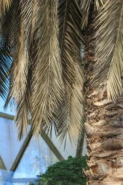 Palm leaf background. Foliage pattern. Dry leaves. Beige neutral natural color. Stock Photos