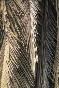 Palm leaf background. Foliage pattern. Dry leaves. Beige neutral natural color. Stock Photos