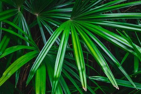 Palm leaf background in the forest Stock Photos