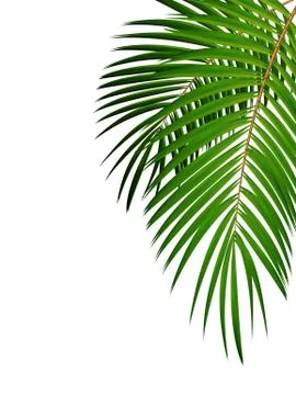 Palm Leaf Background Illustration Stock Illustration