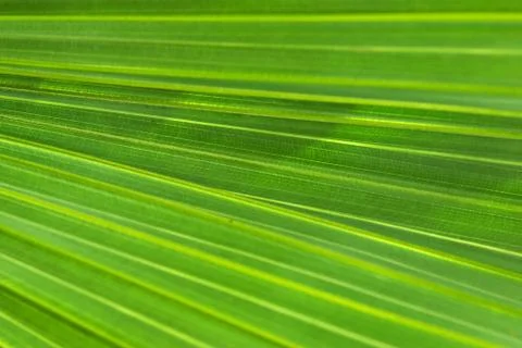 Palm leaf background Stock Photos