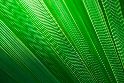 Palm leaf background Stock Photos