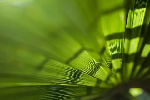Palm leaf background Stock Photos