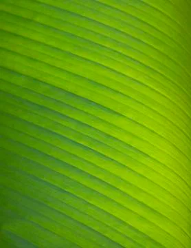 Palm leaf background Stock Photos