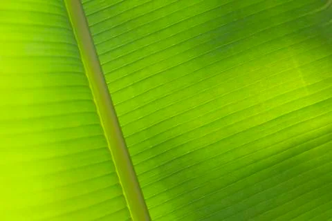 Palm leaf background Stock Photos