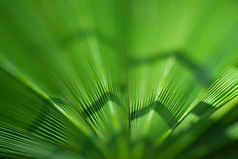 Palm leaf background Stock Photos