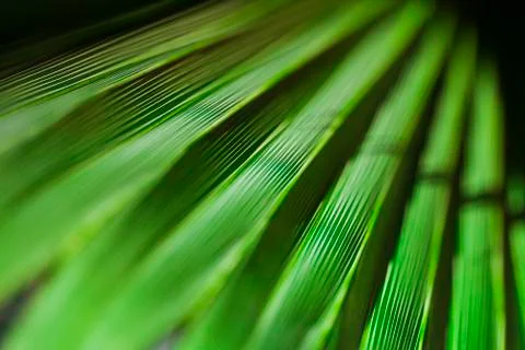 Palm leaf background Stock Photos