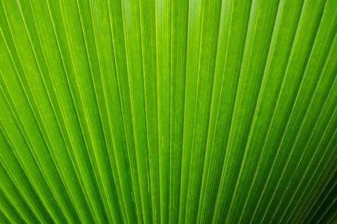 Palm leaf background Stock Photos