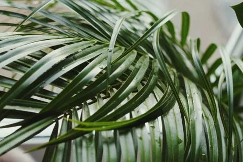 Palm leaf background Stock Photos