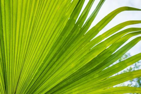 Palm leaf background Stockfoto's