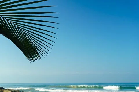 Palm leaf on the background of the sky and the sea Stock Photos