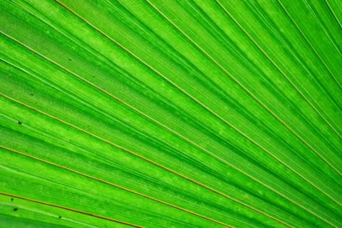 Palm leaf background theme Stock Photos
