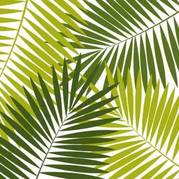 Palm Leaf  Background Vector Illustration Stock Illustration