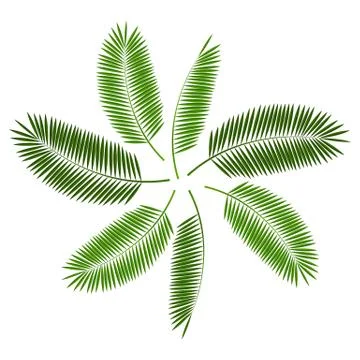 Palm Leaf  Background Vector Illustration Illustrazione stock