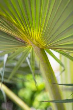 Palm leaf with a beautiful pattern in the hills of La Digue, Seychelles Stock Photos