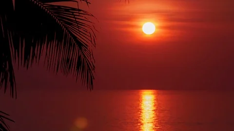 Palm leaf with Beautiful Sunset time-lapse. Sun closeup Stock Footage 87791089