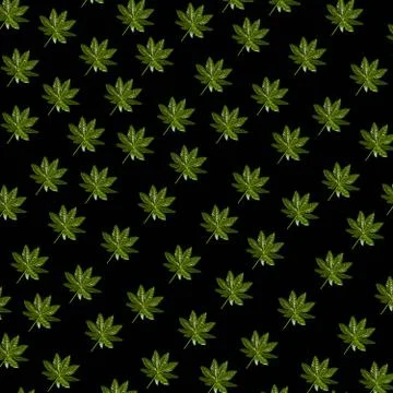 Palm leaf on black background. Pattern background texture. Stock Photos