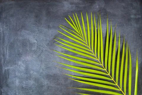 Palm leaf on the blackboard Stock Photos