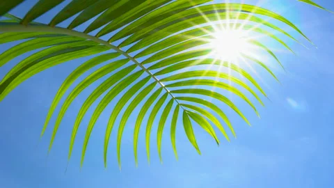 Palm leaf with blowing wind on blue sky and sunshine Stock Footage 134556645
