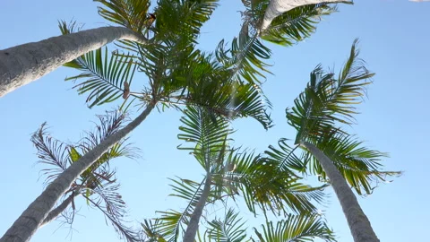 Palm leaf with blowing wind on blue sky Stock Footage 134746380