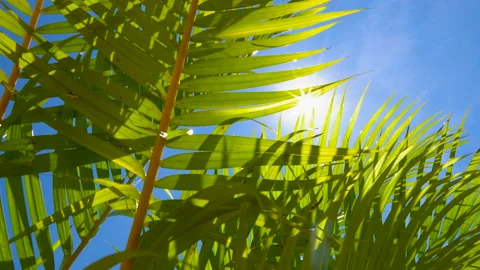 Palm leaf with blowing wind on blue sky and sunshine Stock Footage 135363170