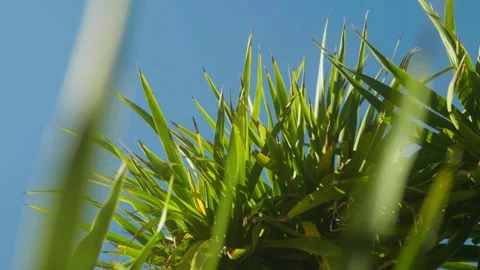 Palm Leaf blowing in the wind Видео 321092967