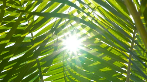 Palm leaf with blowing wind on sky and sunshine Stock Footage 142676974