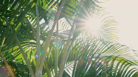 Palm leaf with blowing wind on sky and sunshine Stock Footage 151588741