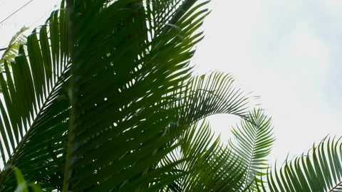 Palm leaf with blowing wind on sky Stock Footage 152892831