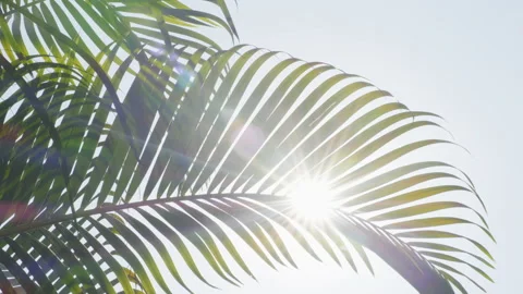 Palm leaf with blowing wind on sky and sunlight and sunbeam Stock Footage 221824962