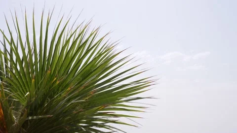 Palm leaf blowing in the wind with sky background Stock Footage 237277947