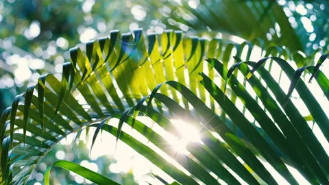 Palm leaf with blowing wind sunshine Stock Footage 155215338