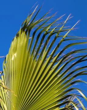 Palm leaf on blue sky background Stock Photos
