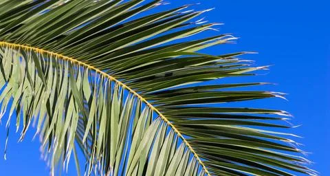  Palm leaf on blue sky background in summertime Palm leaf on blue sky back... Stock-Fotos
