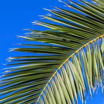  Palm leaf on blue sky background in summertime Palm leaf on blue sky back... Stock-Fotos