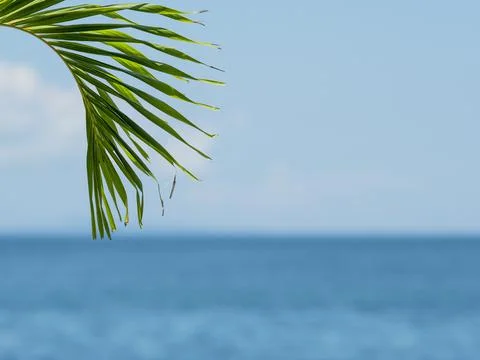 Palm leaf on blurred background Stock Photos