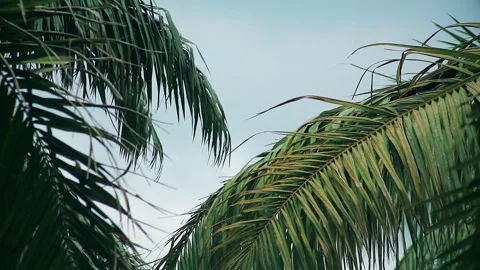 Palm leaf branches with clear sky background Stock Footage 295461759
