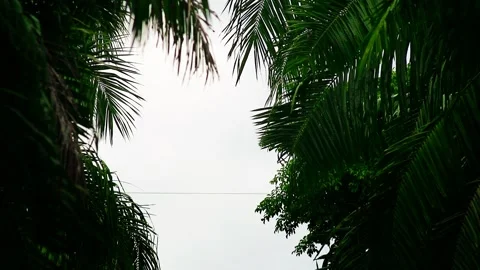 Palm leaf branches with clear sky background Stock Footage 295461895