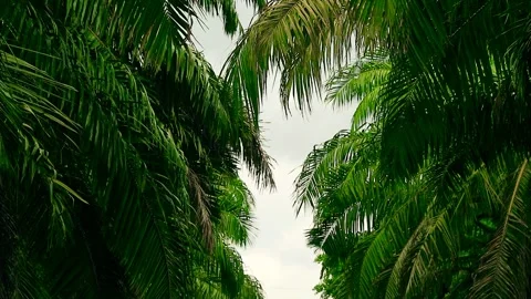 Palm leaf branches with clear sky background Stock Footage 295462032