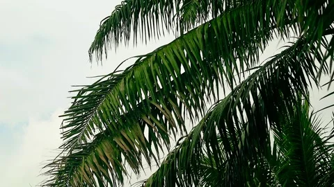 Palm leaf branches with clear sky background Stock Footage 295462054